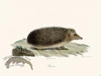 Cuvier 207 Hedgehog